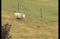 VIDEO: Sheep turns the tables on an unsuspecting fox