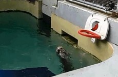 Here’s an arthritic otter dunking a basketball