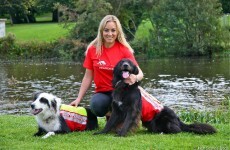 Irish Search Dogs and Missing Persons' Helpline join forces