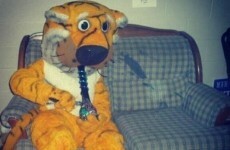Snapshot: Missouri mascot Truman the Tiger 'pictured hitting a bong'
