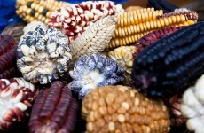 Ireland to bring GM crops onto home market