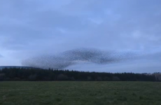 WATCH: Starlings do their thing in Wexford