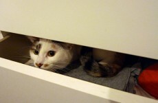 How to call a cat in 6 different languages