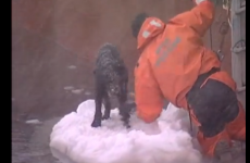 Happy ending: Sailors rescue dog from floating ice
