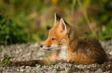 Four tips to better understanding the fox