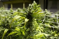 US gardening coaches giving marijuana-growing lessons