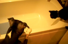 VIDEO: Dog decides cat is dirty; needs a bath