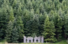 '2,500 jobs jeopardised' by sale of Coillte's harvesting rights - report