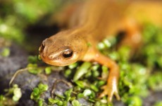 Have you seen this newt?