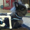 Stop what you’re doing and look at this rabbit in a wheelchair
