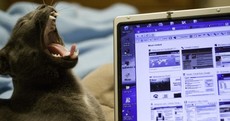 Own a laptop and a cat? Is this happening to you right now?