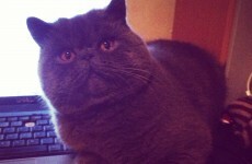 These cats don't want you to look at DailyEdge.ie