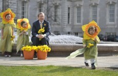 Where does Daffodil Day money go to?