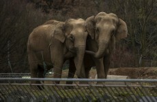 France to keep 'death row' elephants... and Brigitte Bardot