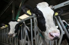 'Perfect storm' sees 12pc fall in milk production in January