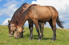 Traces of horsemeat DNA found in Polish beef