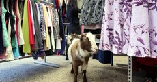 The Goat Who Can Never Find Anything in his Size Pic of the Day