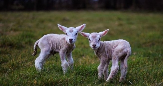 PIC: 'Look at these cute newborn lambs' photo of the day
