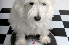 10 tips for tackling your dog's extra weight