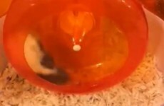 VIDEO: Baby hamsters should NOT play on the wheel