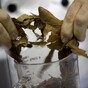 Cooking with tobacco: it’s a thing now apparently