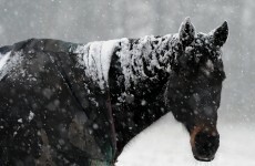 Horse smuggler talks about drugging animals before illegal slaughter