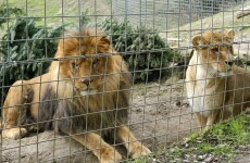 Volunteer killed by lion at California zoo