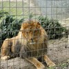 Volunteer killed by lion at California zoo