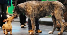 IN PICTURES: Beautiful terriers and hounds at Crufts 2013