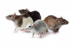 Plane damaged on Dublin Airport runway was carrying... rats and mice