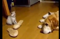 VIDEO: 16 cats being total arses