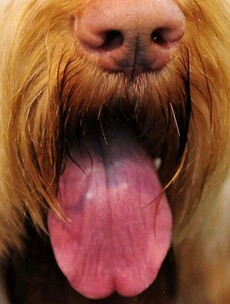 Scruffts: Mongrels to get their time in the spotlight