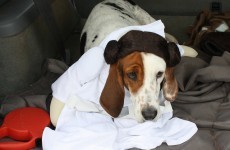 These dogs and babies are really excited about the Princess Leia news