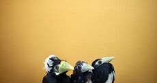 Monday Blues? These birds will cheer you up