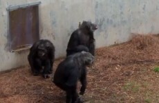 VIDEO: Retired lab chimps get to go outside for the first time ever