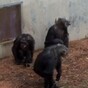 VIDEO: Retired lab chimps get to go outside for the first time ever