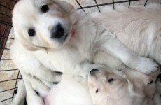 Poll: Are Ireland’s animal welfare laws strong enough?