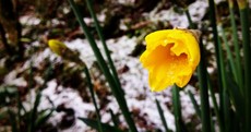 SNOW DAY: Canal icicles, dogs and daffodils