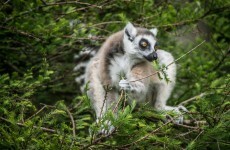 Expansion at Fota Wildlife Park to create 10 jobs