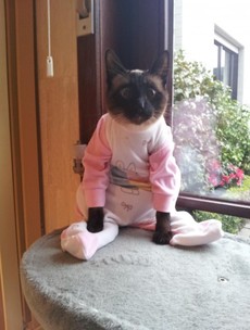 Goodnight everyone, here are puppies, cats, piglets and sloths in PJs
