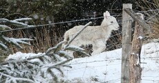 Spring Lamb in Snow Pic of the Day