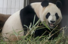 VIDEO:  This is the most important panda sex you'll ever see*