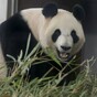 VIDEO:  This is the most important panda sex you'll ever see*