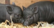 ISPCA's search for perfect home for unusual animals