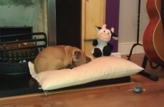 Lost Connolly Station dog and owner have yet to be reunited