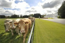 Poll: Are you still happy to eat Irish beef?