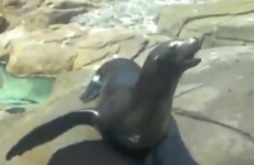 Forget goats yelling like humans, it's all about seals now