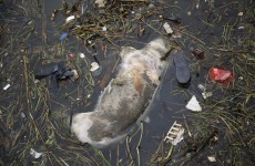 Dead pigs in river show dark side of China food industry