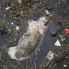 Dead pigs in river show dark side of China food industry