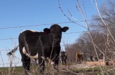 VIDEO: This is why you shouldn't shout at cows